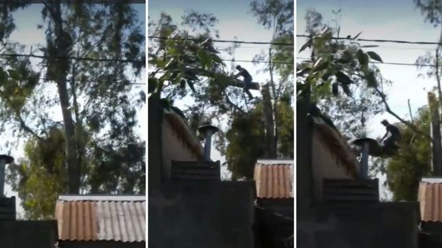 un vecino de la plata estaba podando un arbol y cayo al vacio