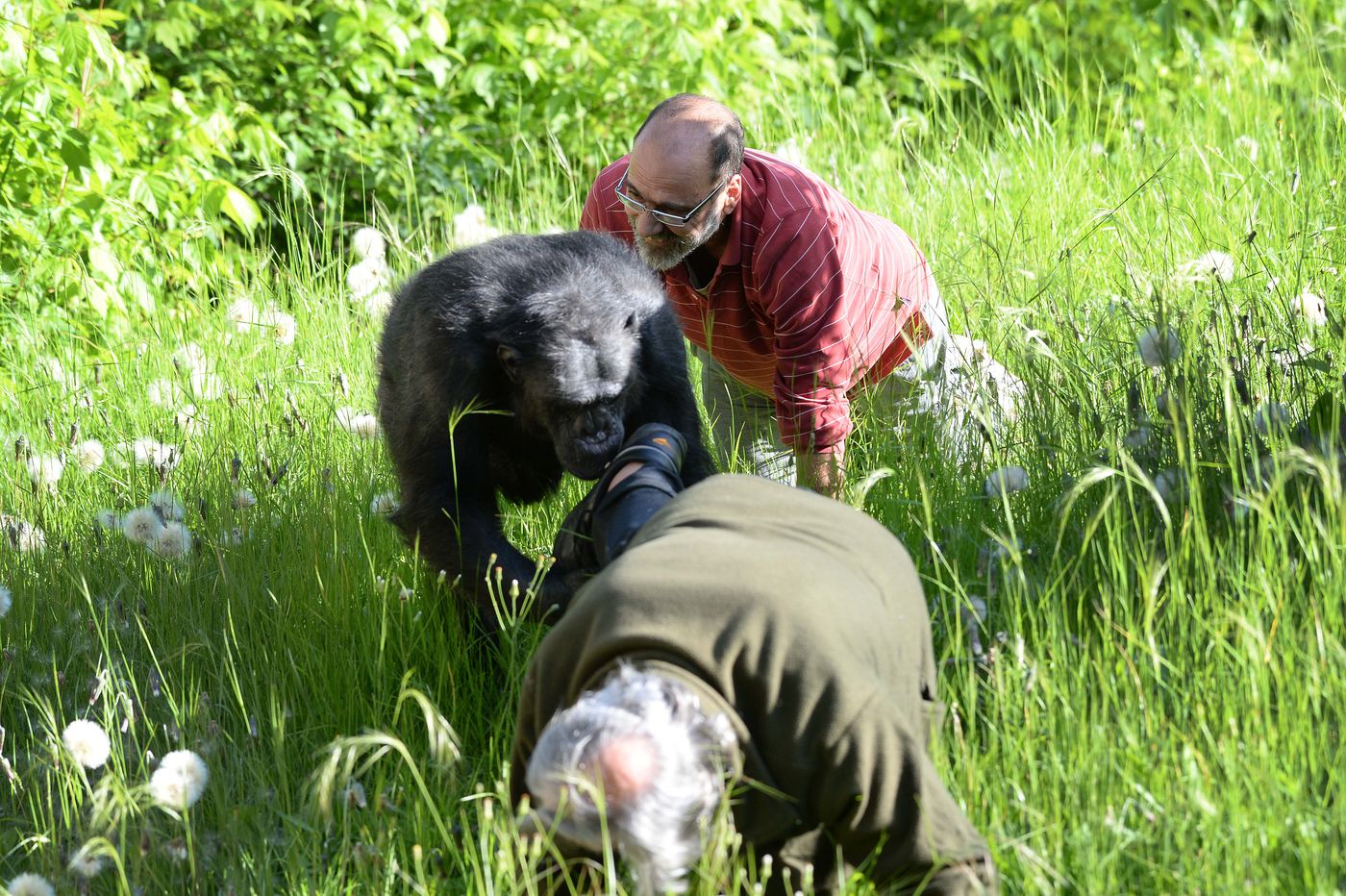 Tomy chimpancé Zoológio Bioparque (6).JPG