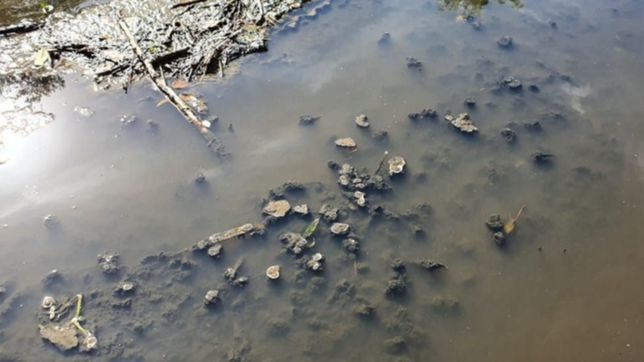 arrancan con una nueva etapa de la recuperacion ambiental del arroyo rodriguez