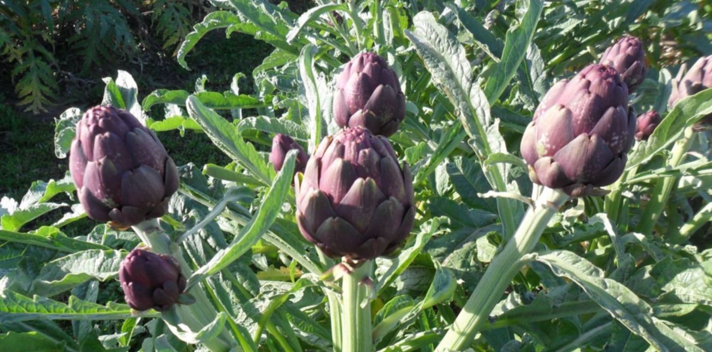 1603499290594.jpg?x=8&y=53&width=1485&height=742&rotate=0&scaleX=1&scaleY=1&ow=1500&oh=1125&&cw=1920&ch=950