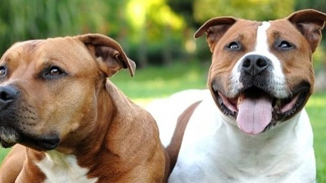 dos pitbulls se metieron en una casa de la plata, atacaron a un joven y casi lo matan
