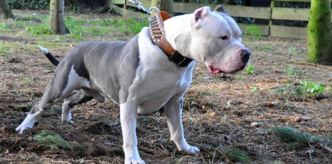 1606848023386.jpg?x=4&y=178&width=1492&height=746&rotate=0&scaleX=1&scaleY=1&ow=1500&oh=996&&cw=1920&ch=950