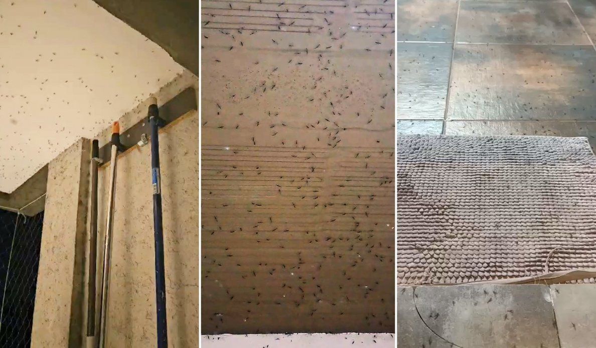 Portada Mosquitos 19-2.jpg