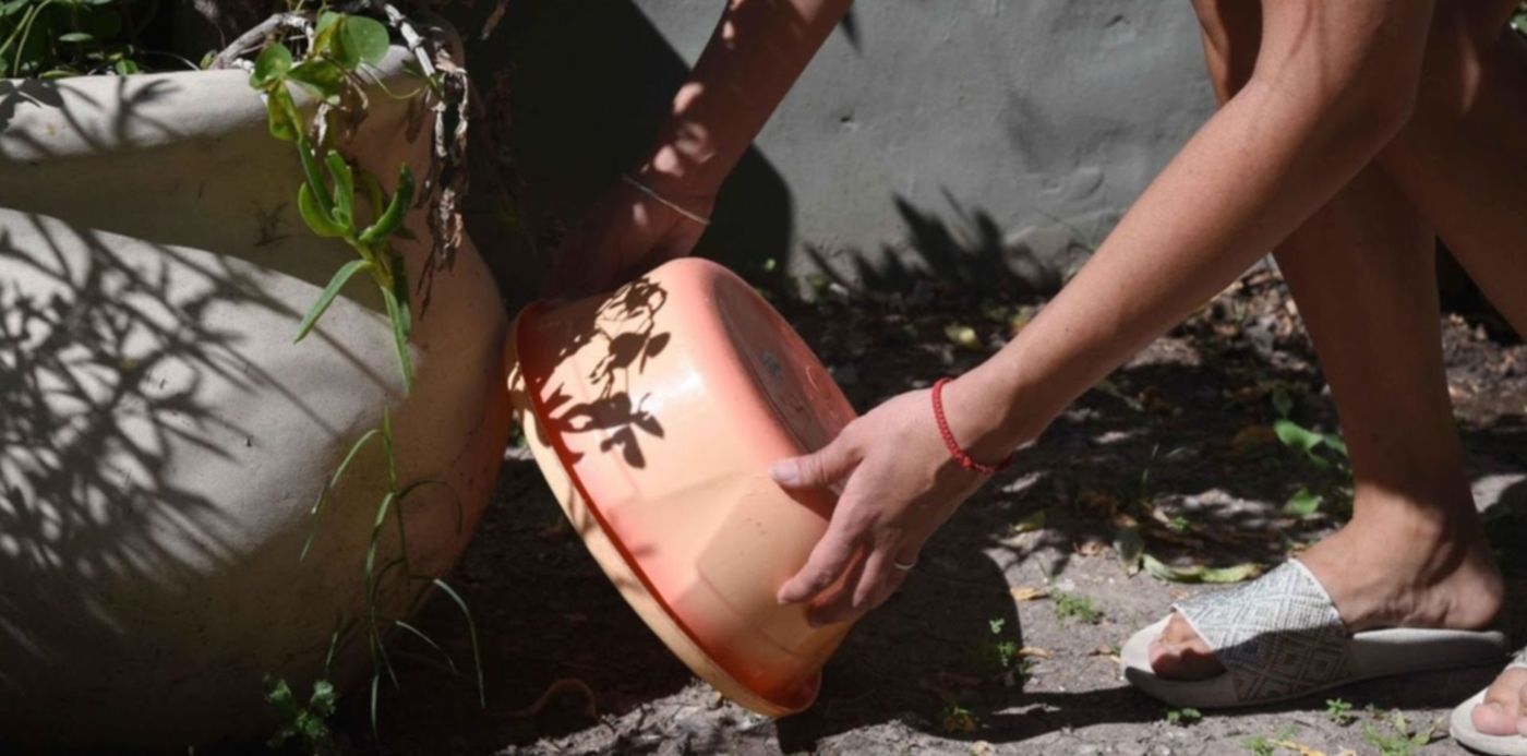Para prevenir el mosquito es importante deshacerse de todos los recipientes y elementos que puedan acumular agua en patios y jardines y cortar el pasto.