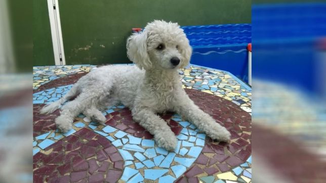 video: una mujer robo un caniche, quedo filmada y lanzaron una campana para encontrarla