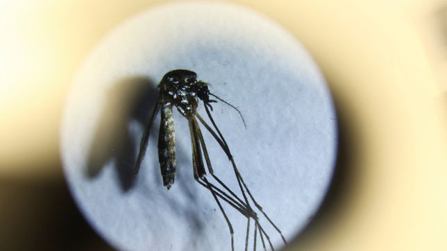 se desacelero la curva de contagios de dengue en la plata