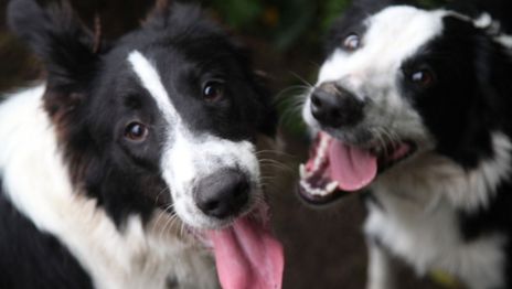 Perros