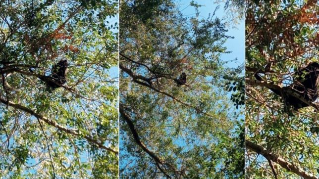 aparecio muerto el mono que fue visto dias atras en la zona oeste de la plata