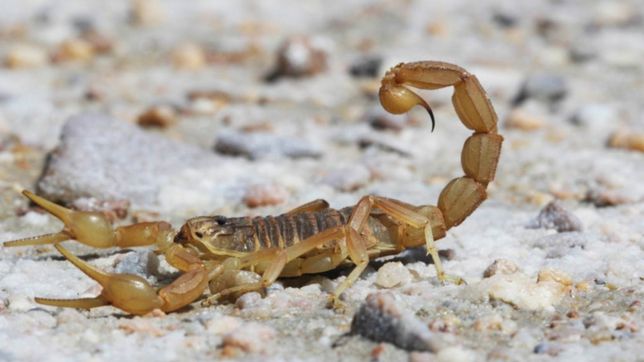 aparecio un alacran en pleno centro: lo tiene en el departamento y no sabe que hacer
