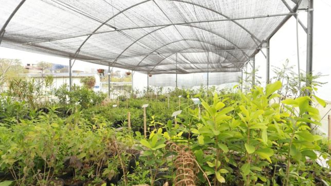 brutal robo en un vivero de la plata: molieron a golpes al sereno y termino en el hospital