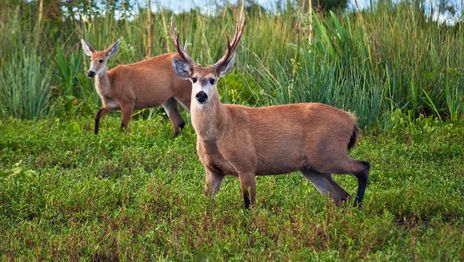 Denuncian la muerte de al menos dos ciervos en el ECAS y cuestionan las condiciones de los animales