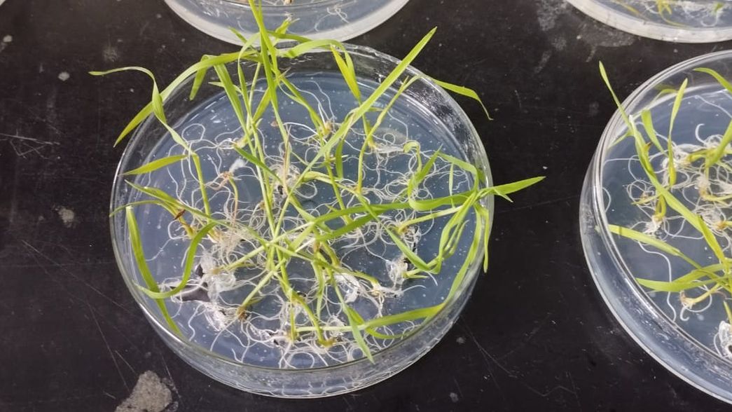 Buscan continuar una tradición iniciada por la UNLP y desarrollar semillas de arroz con DNI bonaerense