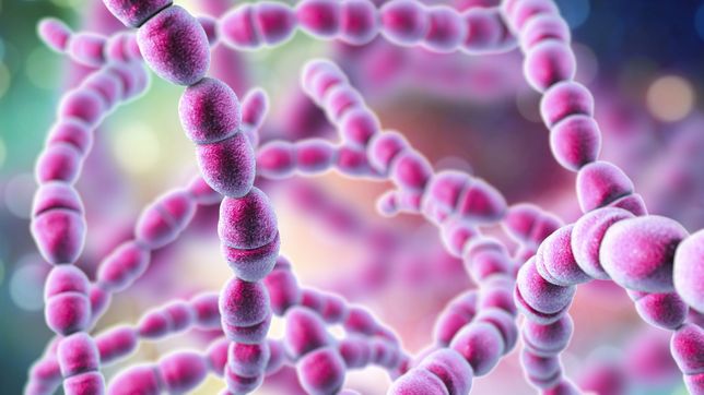 bacteria streptococcus pyogenes: ya provoco 64 muertes en argentina y hay preocupacion