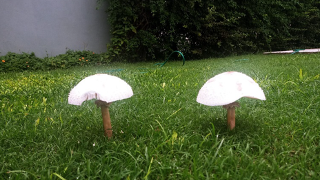 ¿Son venenosos? Revelan por qué aparecen hongos en los patios y plazas de La Plata