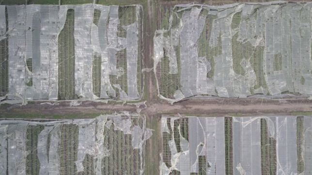 la unlp disenara invernaderos resistentes al granizo para el cinturon frutihorticola de la plata