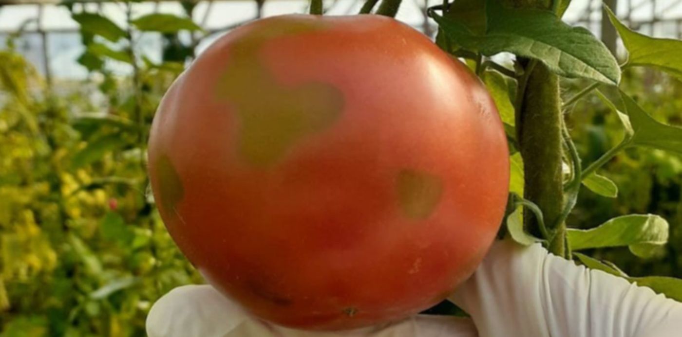 tomate con virus rugoso