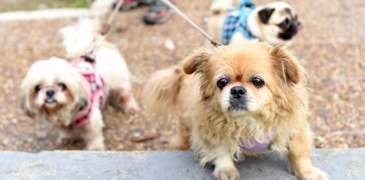 1623708459439.jpg?x= 23&y=220&width=1552&height=776&rotate=0&scaleX=1&scaleY=1&ow=1500&oh=996&&cw=1920&ch=950