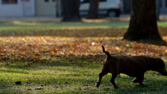 clima en la plata: se termina el finde largo con un domingo bien otonal, fresco y con nubosidad