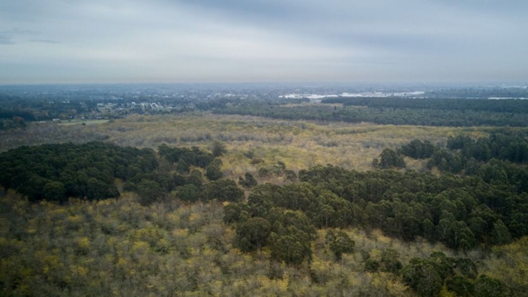 Tala forestal en el Parque Pereyra: radiografía de un conflicto ambiental en La Plata