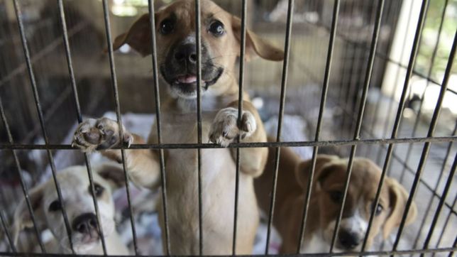 la atencion veterinaria gratuita llega a dos barrios de la plata desde este lunes