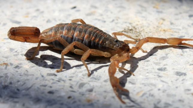 la unlp explico como prevenir picaduras de alacranes y que hacer ante su presencia