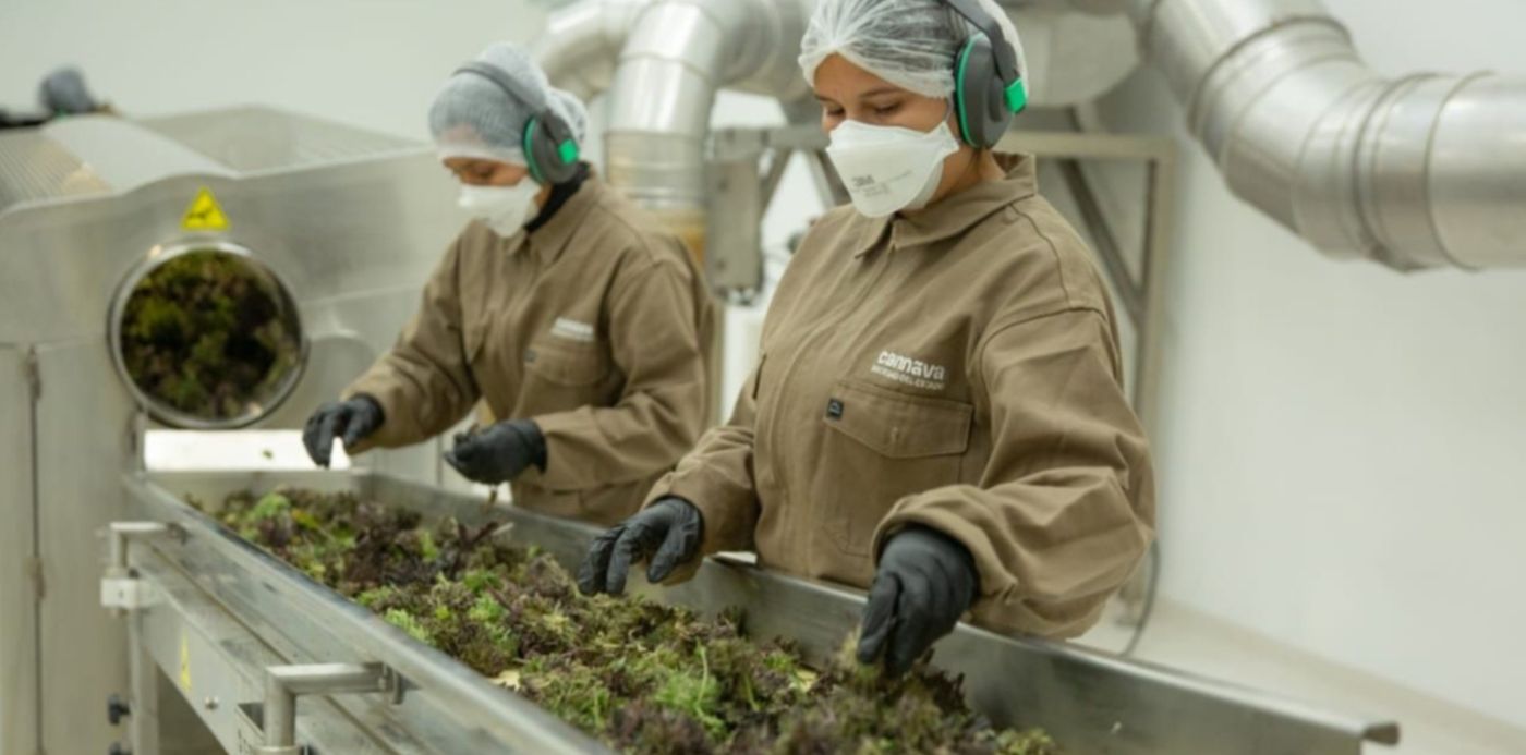 WhatsApp Image 2022-10-04 at 7.00.22 PM - cannabis gerardo morales