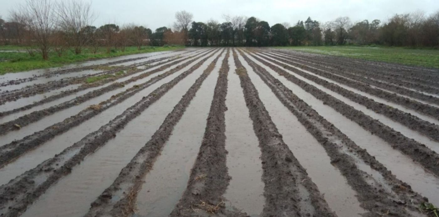 Daños por el temporal en el cinturón frutihortícola