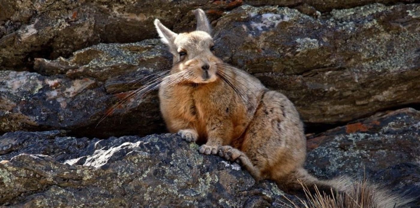 1626905427605.jpeg?x=6&y=22&width=926&height=463&rotate=0&scaleX=1&scaleY=1&ow=940&oh=529&&cw=1920&ch=950