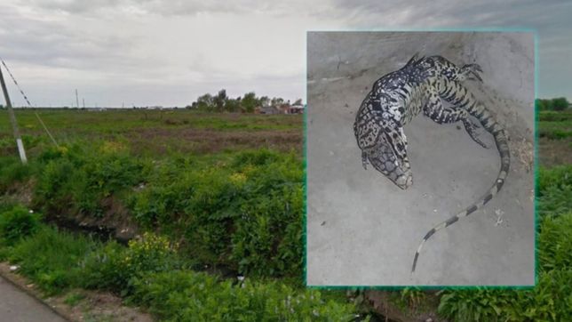 un perro ataco a un lagarto que aparecio en villa castells y quedo herido en una casa