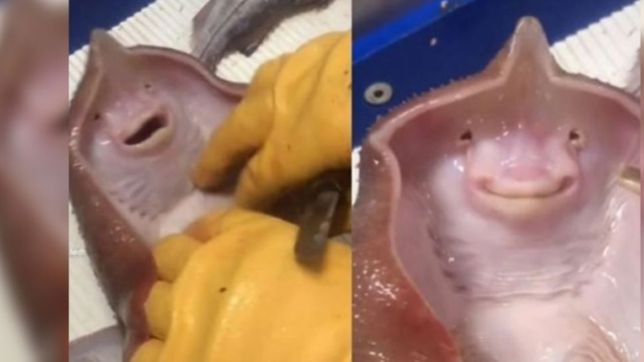 la cruel historia detras de un video que se viralizo en tiktok