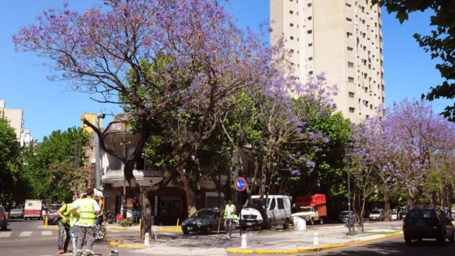 retoman una historica tradicion y los jacarandas pintaran las calles de la plata
