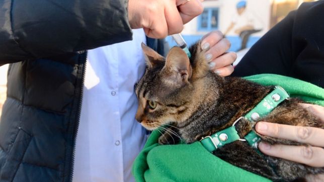 despliegan un amplio operativo por la deteccion de rabia en un gato de la plata