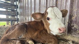 avanza el segundo juicio en la plata por el caso del ternero extraviado avanza el segundo juicio en la plata por el caso del ternero extraviado