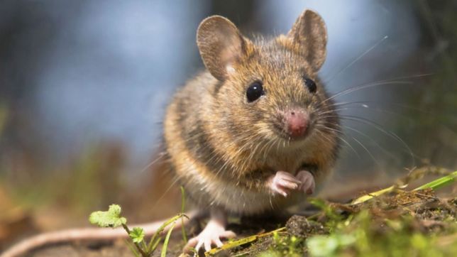 uno de cada diez platenses llama al 911 y no al 147 por el hantavirus