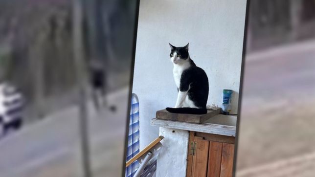 video: freno para evitar pisar a una gatita y se la termino llevando, pero tenia duena