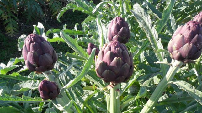 shows, stands y degustaciones: la plata se prepara para la fiesta del alcaucil