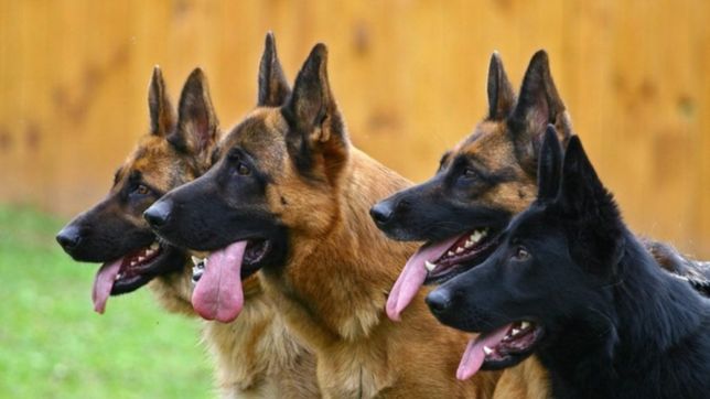 un ladron entro a robar en una casa de la plata y fue atacado por tres perros