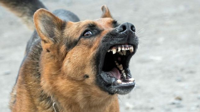 una jauria ataco a una mujer en la plata y termino en el hospital