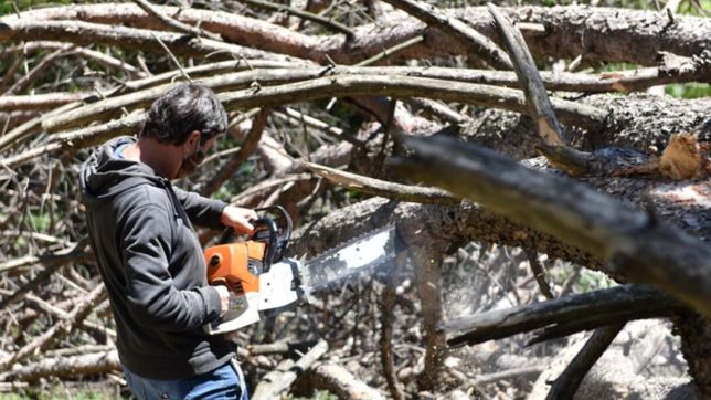 gran operativo en parque san martin tras la caida de un enorme pino