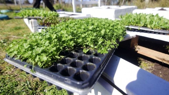 se extiende el programa para producir alimentos frescos, organicos y naturales