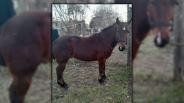 le robaron un caballo a un nene con discapacidad de los hornos y busca ayuda para recuperarlo