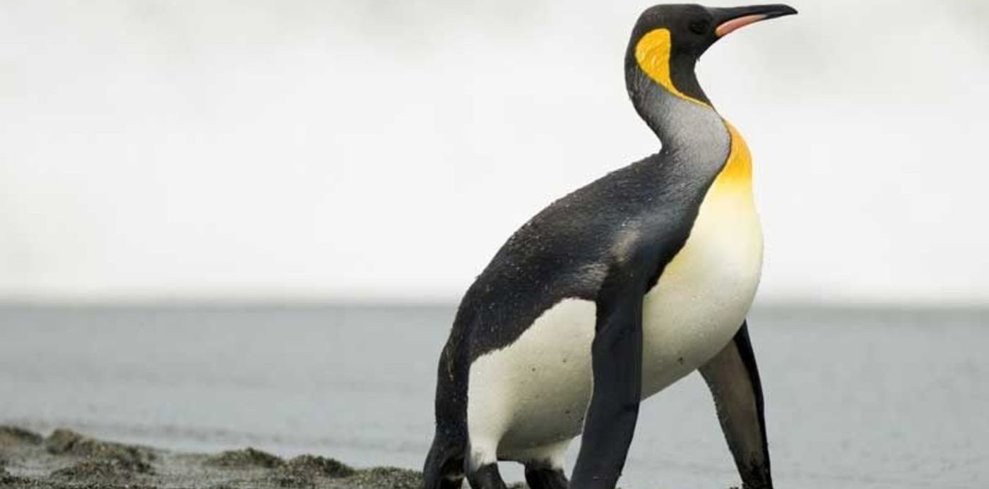 1573680736597.jpg?oh=500&x=2&rotate=0&scaleX=1&ow=800&y=28&width=797&height=398&scaleY=1&&cw=1920&ch=950