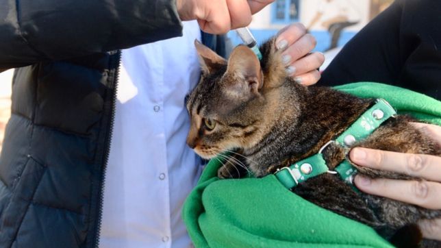 proponen crear un hospital veterinario municipal en la plata