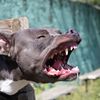 Una mujer fue mordida por dos pitbulls en Los Hornos y terminó internada
