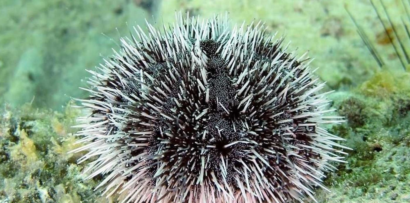 1587402536725.jpg?x=14&width=1007&height=503&rotate=0&oh=512&y=5&scaleX=1&scaleY=1&ow=1024&&cw=1920&ch=950