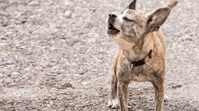 se le cruzaron dos perros, los esquivo para no atropellarlos y termino en el hospital