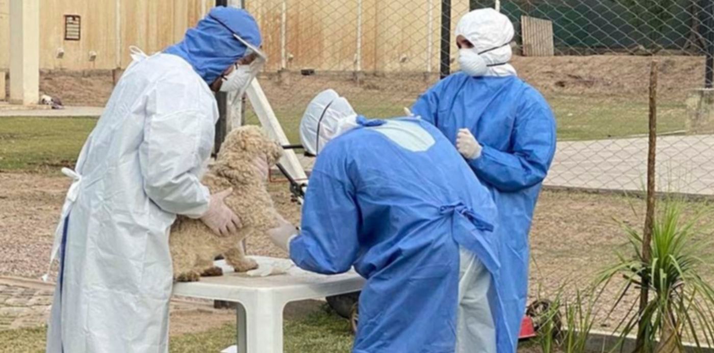 Animales mascotas coronavirus