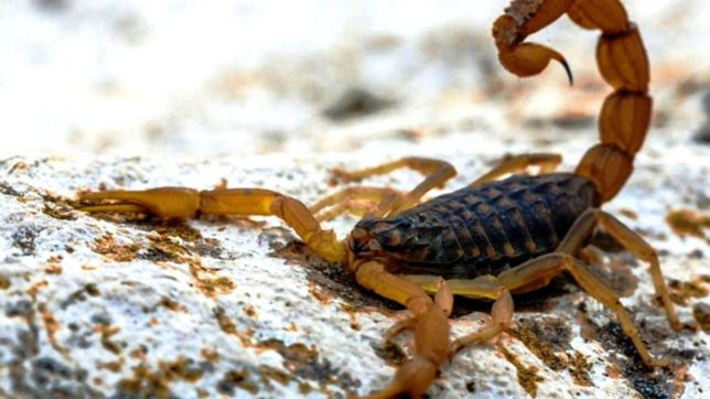 preocupacion y carta: vecinos juntan firmas ante la constante aparicion de escorpiones