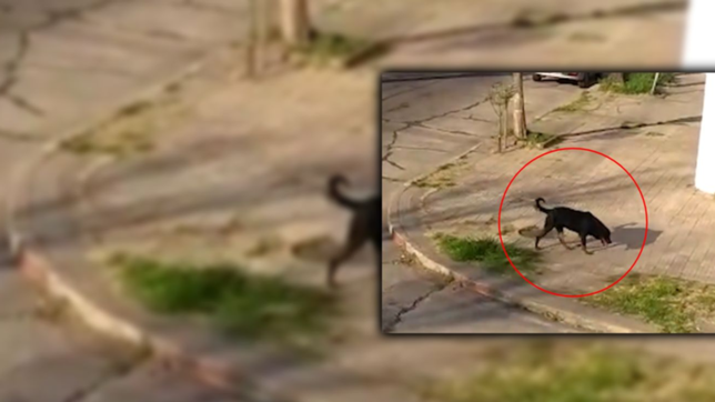 terror en un barrio de la plata por la presencia de dos rottweilers sueltos