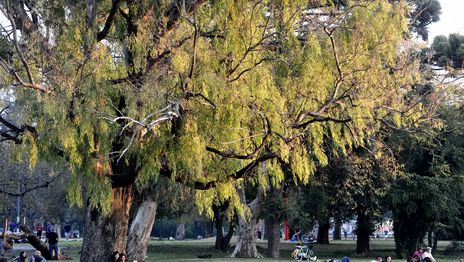Parque San Martín (5).jpg